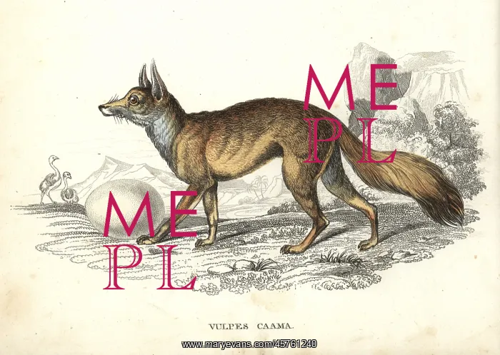 : Cape fox with ostrich egg : Cape fox with ostrich egg