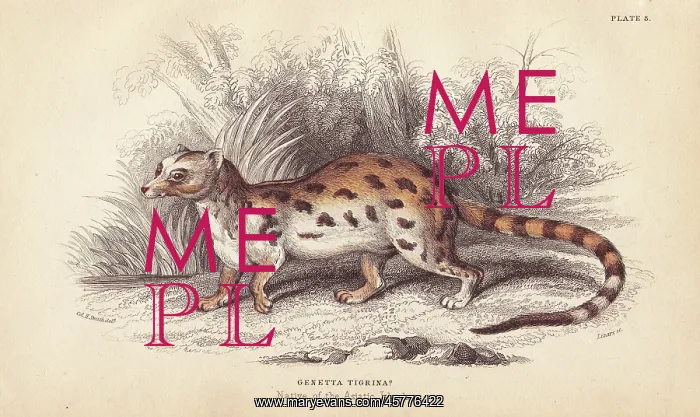 : Cape genet, Genetta tigrina : Cape genet, Genetta tigrina