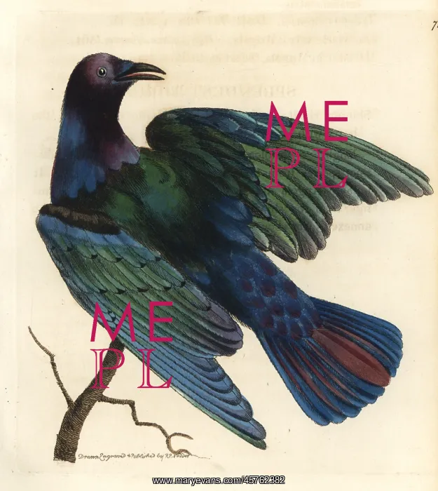 : Cape glossy starling, Lamprotornis nitens : Cape glossy starling, Lamprotornis nitens