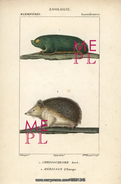 : Cape golden mole, Chrysochloris asiatica, and : Cape golden mole, Chrysochloris asiatica, and