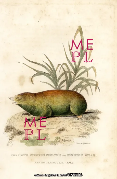 : Cape golden mole, Chrysochloris asiatica : Cape golden mole, Chrysochloris asiatica