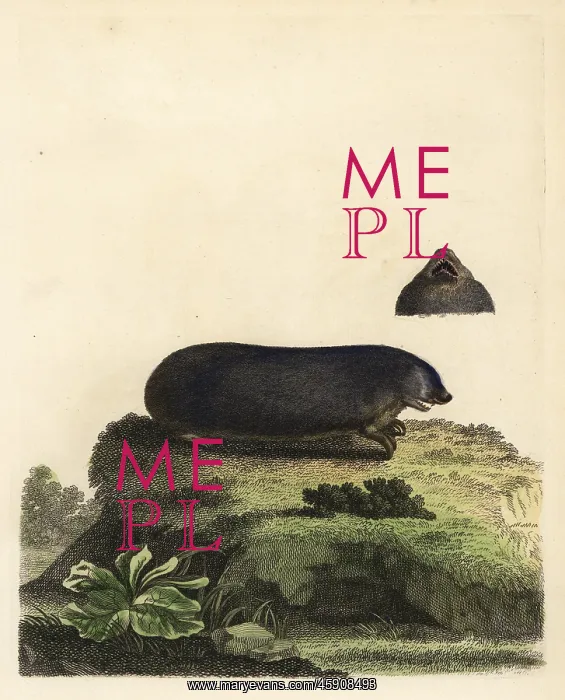 : Cape golden mole, Chrysochloris asiatica : Cape golden mole, Chrysochloris asiatica
