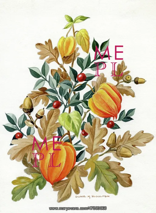 : Cape Gooseberries, acorns and oak leaves : Cape Gooseberries, acorns and oak leaves