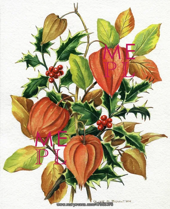  : Cape Gooseberries and Holly