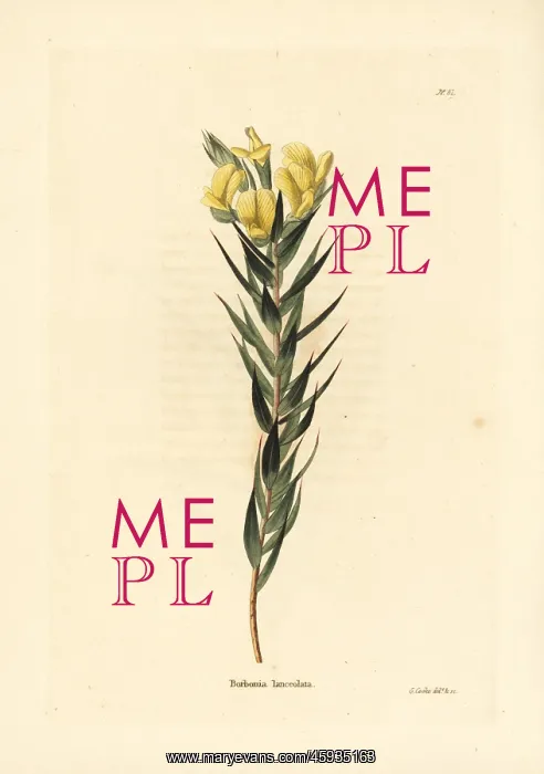 : Cape gorse, Aspalathus angustifolia : Cape gorse, Aspalathus angustifolia