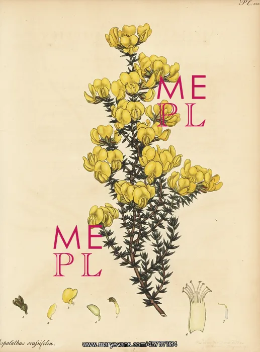 : Cape gorse, Aspalathus crassifolius : Cape gorse, Aspalathus crassifolius