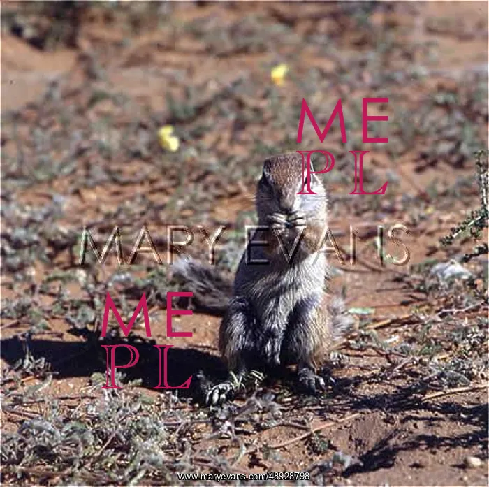 : CAPE GROUND SQUIRREL : CAPE GROUND SQUIRREL
