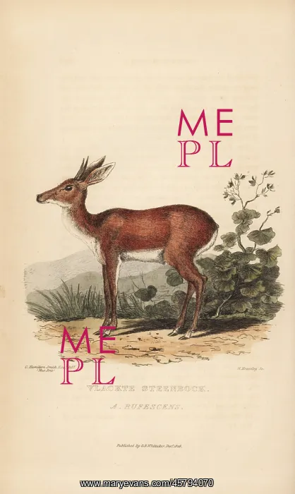 : Cape grysbok, Raphicerus melanotis rufescens : Cape grysbok, Raphicerus melanotis rufescens