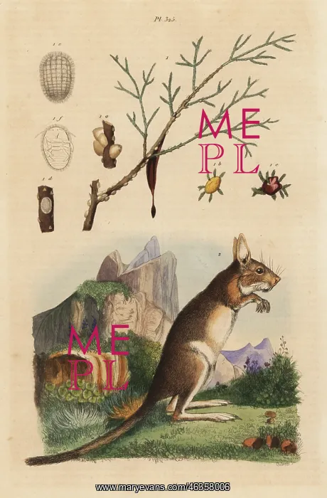 : Cape hare and manna ash : Cape hare and manna ash
