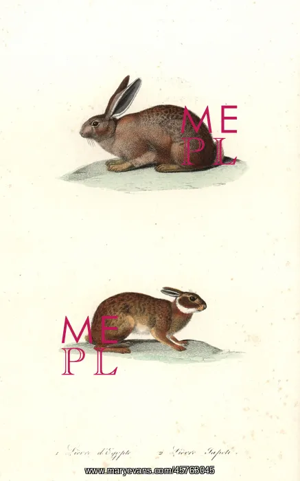 : Cape hare and tapeti or Brazilian hare : Cape hare and tapeti or Brazilian hare