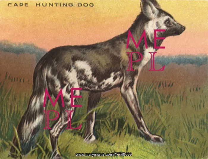  : Cape Hunting Dog