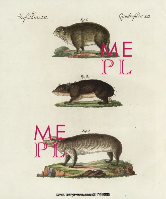 : Cape hyrax, coney, and groundhog : Cape hyrax, coney, and groundhog