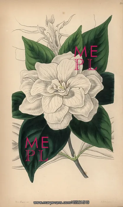 : Cape jasmine, Gardenia jasminoides : Cape jasmine, Gardenia jasminoides
