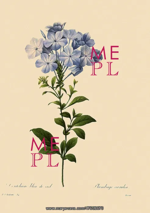: Cape Leadwort : Cape Leadwort