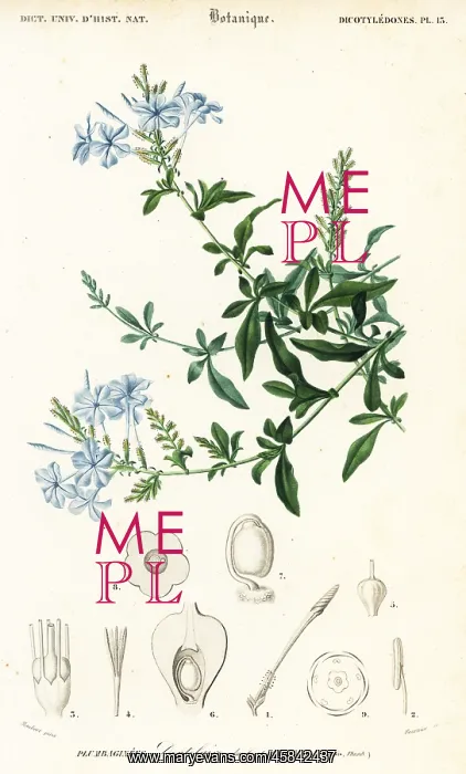 : Cape leadwort, Plumbago auriculata : Cape leadwort, Plumbago auriculata