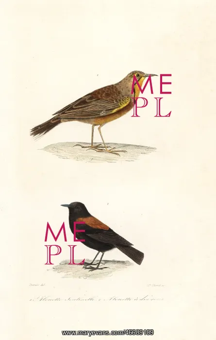 : Cape longclaw and Patagonian negrito : Cape longclaw and Patagonian negrito