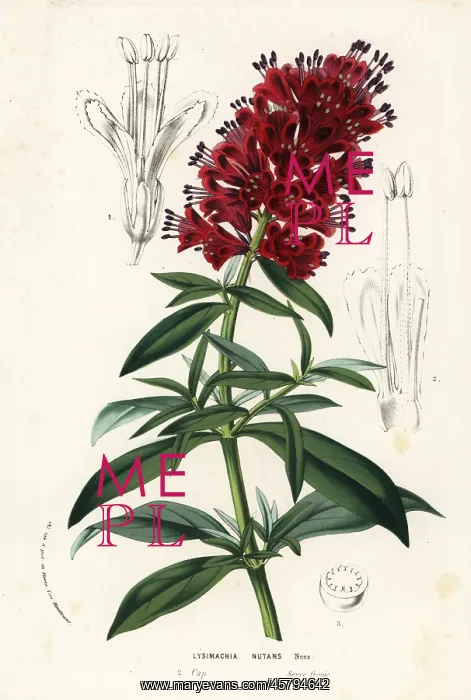 : Cape loosestrife, Lysimachia nutans : Cape loosestrife, Lysimachia nutans