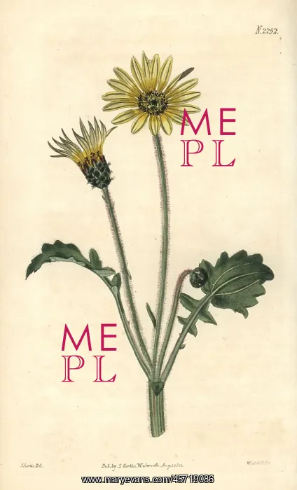 : Cape marigold, Arctotheca calendula : Cape marigold, Arctotheca calendula