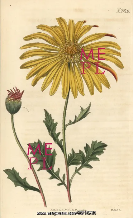 : Cape marigold, Dimorphotheca chrysanthemifolia : Cape marigold, Dimorphotheca chrysanthemifolia