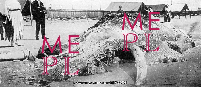 : Cape May sea creature, 1924 : Cape May sea creature, 1924