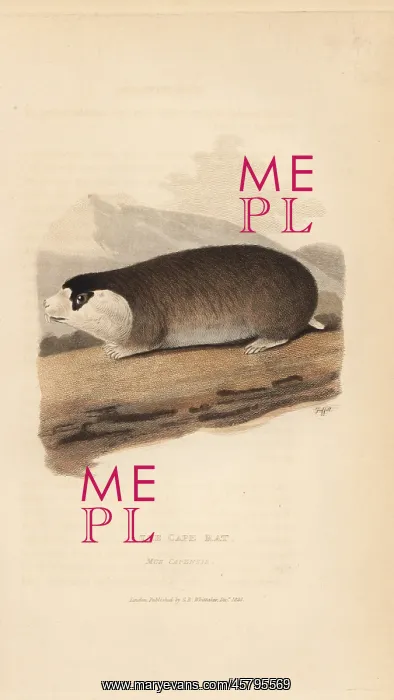 : Cape mole rat, Georychus capensis : Cape mole rat, Georychus capensis