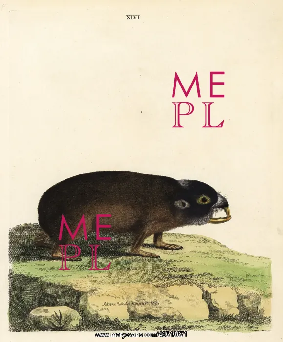: Cape mole-rat, Georychus capensis : Cape mole-rat, Georychus capensis