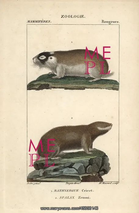 : Cape mole rat, Georychus capensis, and Podolsk : Cape mole rat, Georychus capensis, and Podolsk