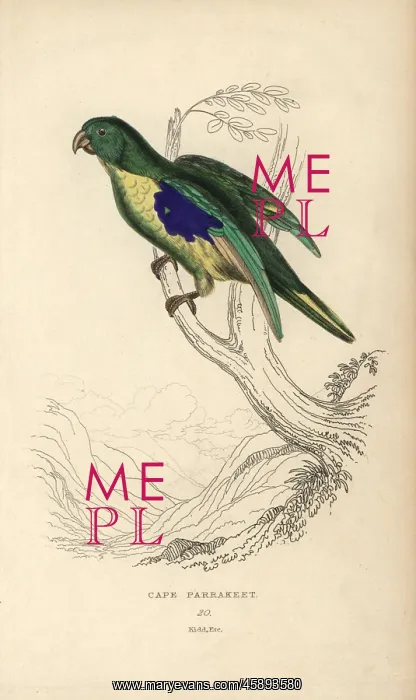 : Cape parakeet, Psittacus capensis : Cape parakeet, Psittacus capensis