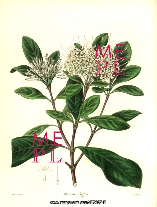 : Cape pavetta, Pavetta capensis : Cape pavetta, Pavetta capensis