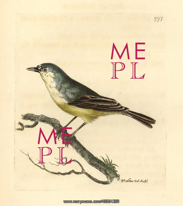: Cape Penduline-tit, Anthoscopus minutus : Cape Penduline-tit, Anthoscopus minutus