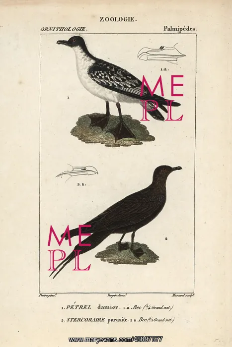 : Cape petrel, Daption capense, and Arctic skua : Cape petrel, Daption capense, and Arctic skua