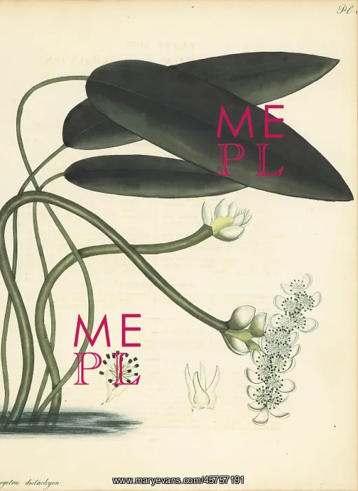 : Cape-pondweed, Aponogeton distachyos : Cape-pondweed, Aponogeton distachyos