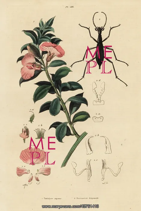 : Cape satin bush and beetle : Cape satin bush and beetle