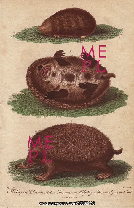 : Cape or Siberian Mole and common hedgehog : Cape or Siberian Mole and common hedgehog