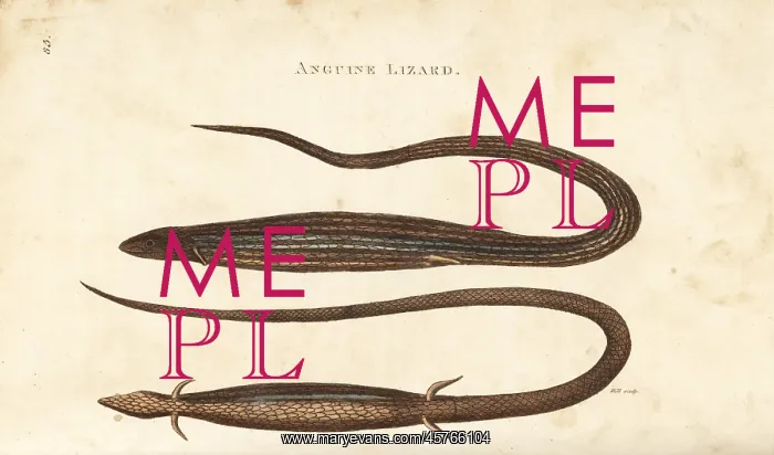 : Cape snake lizard, Chamaesaura anguina : Cape snake lizard, Chamaesaura anguina
