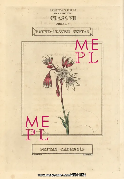 : Cape snowdrop, Crassula capensis : Cape snowdrop, Crassula capensis