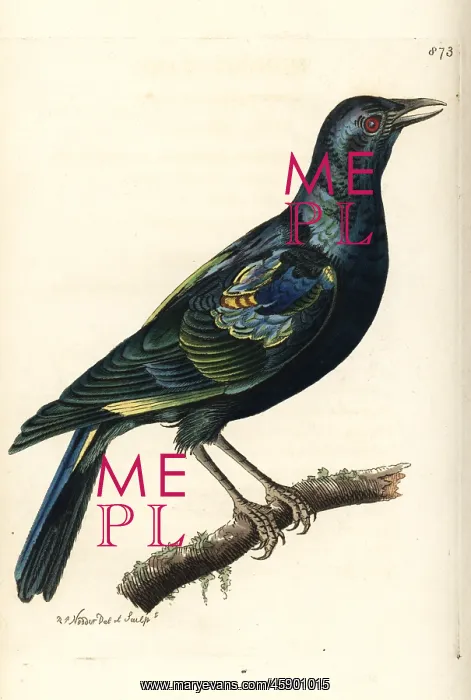 : Cape starling, Lamprotornis nitens : Cape starling, Lamprotornis nitens