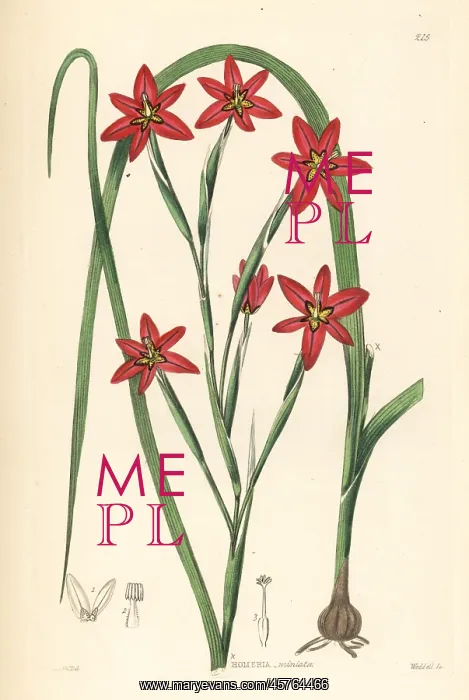 : Cape tulip, Moraea miniata : Cape tulip, Moraea miniata