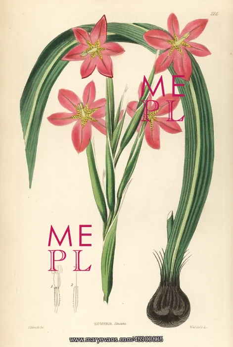 : Cape tulip, Moraea miniata : Cape tulip, Moraea miniata