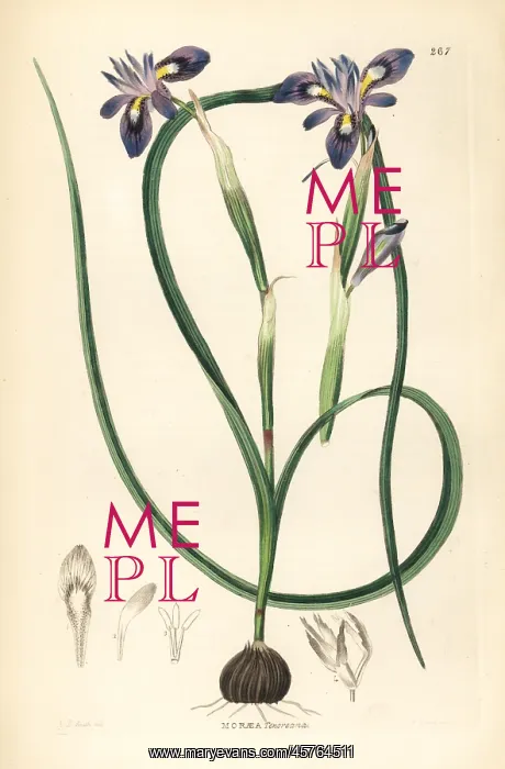 : Cape tulip, Moraea sisyrinchium : Cape tulip, Moraea sisyrinchium