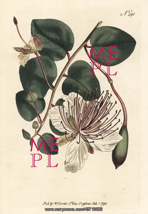 : Caper bush or caper shrub, Capparis spinosa : Caper bush or caper shrub, Capparis spinosa