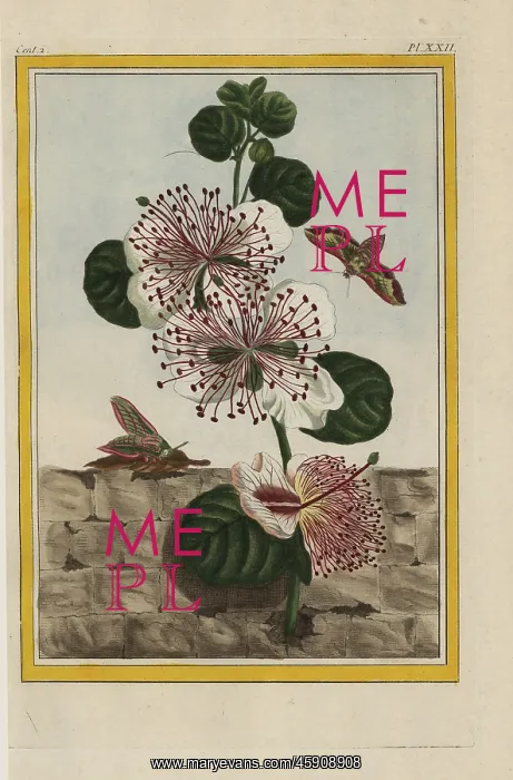 : Caper bush, Capparis spinosa : Caper bush, Capparis spinosa