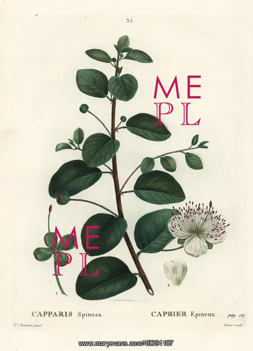  : Caper bush, Capparis spinosa