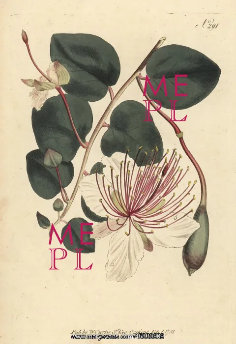 : The caper shrub, Capparis spinosa : The caper shrub, Capparis spinosa