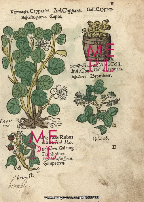 : Caper tree, mulberry and raspberry : Caper tree, mulberry and raspberry