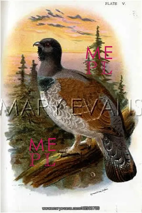: CAPERCAILLIE : CAPERCAILLIE