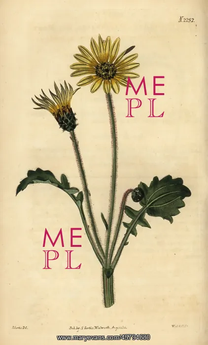 : Capeweed, Arctotheca calendula : Capeweed, Arctotheca calendula