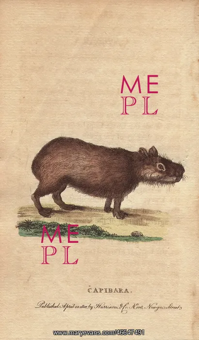 : Capibara or capybara, Hydrochoerus hydrochaeris : Capibara or capybara, Hydrochoerus hydrochaeris