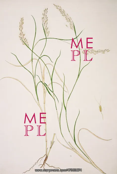: Capillipedium parviflorum, weed : Capillipedium parviflorum, weed