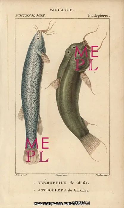: Capitan, Eremophilus mutisii, and pez negro : Capitan, Eremophilus mutisii, and pez negro